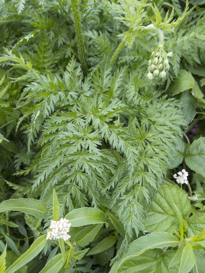 Chaerophyllum hirsutum / Cerfoglio selvatico